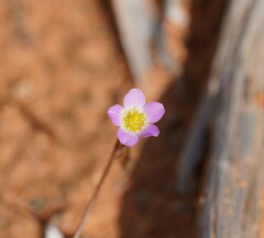 Calandrinia