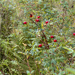 Rosa nutkana