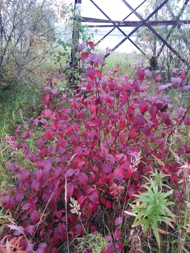 baltoji sedula nuotrauka