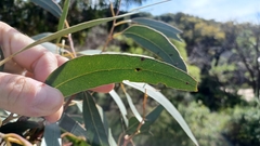 Eucalyptus tricarpa