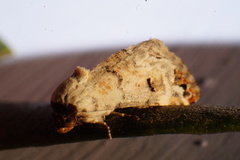 Coccidiphaga scitula