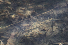 Gasterosteus aculeatus