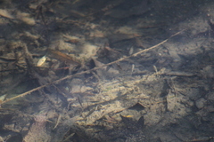 Gasterosteus aculeatus