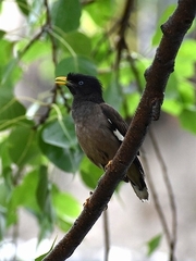 Acridotheres fuscus