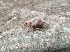 Pseudocneorhinus bifasciatus