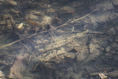 Gasterosteus aculeatus