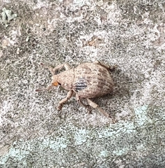 Pseudocneorhinus bifasciatus