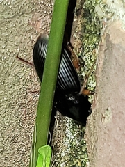 Harpalus pensylvanicus
