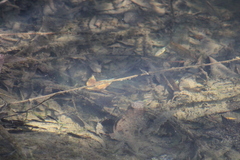 Gasterosteus aculeatus