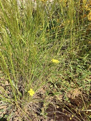 Goodenia fascicularis