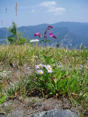 Nothochelone nemorosa