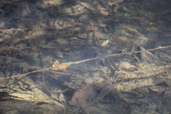 Gasterosteus aculeatus