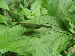 Phaneroptera nigroantennata
