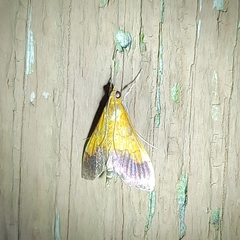 Pyrausta bicoloralis