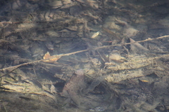 Gasterosteus aculeatus