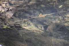 Gasterosteus aculeatus