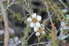 Leptospermum squarrosum