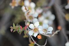 Leptospermum squarrosum