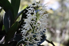 Dendrobium speciosum