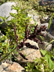Amaranthus cruentus