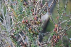 Leptospermum squarrosum