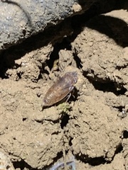 Aphrodes