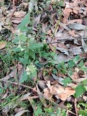 Xanthosia pilosa