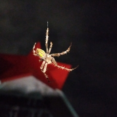 Eriophora
