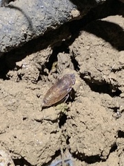 Aphrodes
