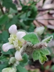 Xanthosia pilosa