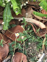 Tridax procumbens