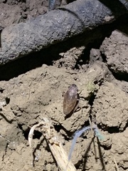 Aphrodes