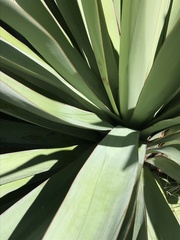 Asparagales