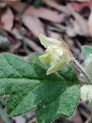 Xanthosia pilosa