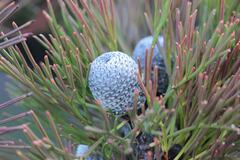 Isopogon anethifolius