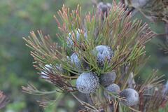 Isopogon anethifolius