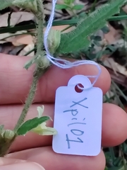 Xanthosia pilosa