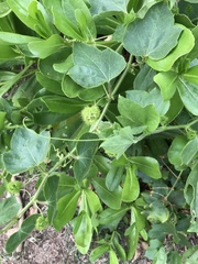 Dysosmia