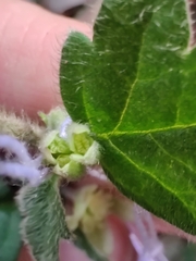 Xanthosia pilosa