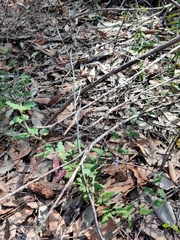 Xanthosia pilosa