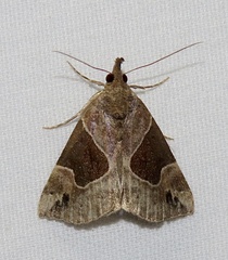 Hypena manalis