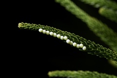 Tessaratoma papillosa