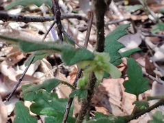 Xanthosia pilosa