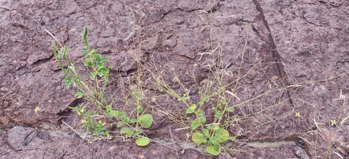 Cleome scaposa (Cleome scaposa)