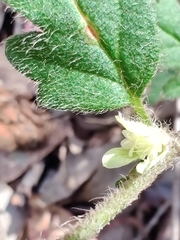 Xanthosia pilosa