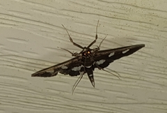 Desmia maculalis