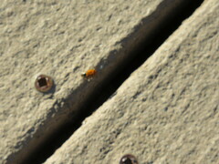 Hippodamia convergens
