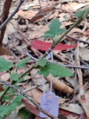 Xanthosia pilosa