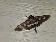 Desmia maculalis