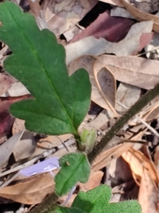 Xanthosia pilosa